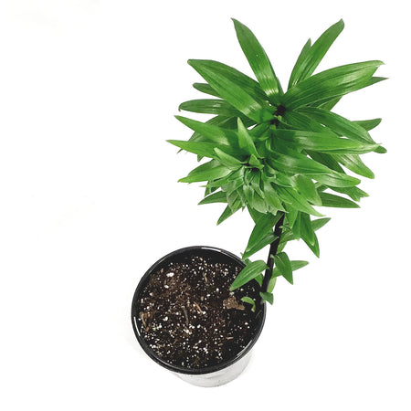 Lilium, Asiatic, 1 gal, Secret Kiss