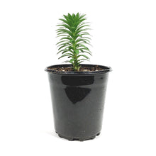 Load image into Gallery viewer, Lilium, Asiatic, 1 gal, Tiny Comfort
