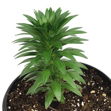 Load image into Gallery viewer, Lilium, Asiatic, 1 gal, Tiny Comfort
