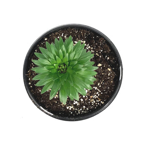 Lilium, Asiatic, 1 gal, Tiny Comfort