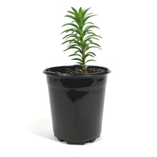 Load image into Gallery viewer, Lilium, Asiatic, 1 gal, Tiny Double You
