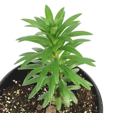 Load image into Gallery viewer, Lilium, Asiatic, 1 gal, Tiny Double You
