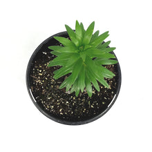 Load image into Gallery viewer, Lilium, Asiatic, 1 gal, Tiny Double You
