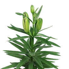 Load image into Gallery viewer, Lilium, Asiatic, 1 gal, Tiny Lion
