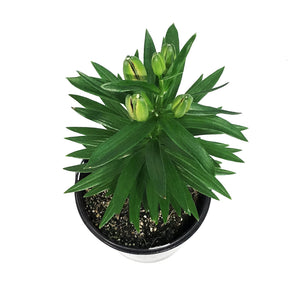 Lilium, Asiatic, 1 gal, Tiny Lion