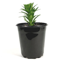 Load image into Gallery viewer, Lilium, Asiatic, 1 gal, Tiny Moon

