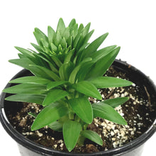 Load image into Gallery viewer, Lilium, Asiatic, 1 gal, Tiny Moon
