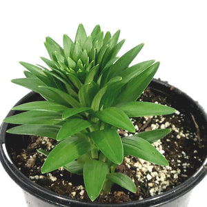 Lilium, Asiatic, 1 gal, Tiny Moon