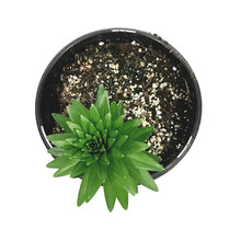 Load image into Gallery viewer, Lilium, Asiatic, 1 gal, Tiny Moon
