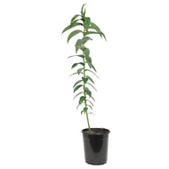 Lilium, Oriental, 1 gal, Captain Tricolor