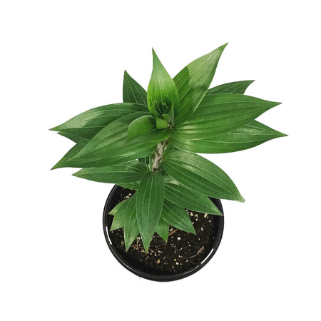 Lilium, Oriental, 1 gal, Double Roselily Anouska