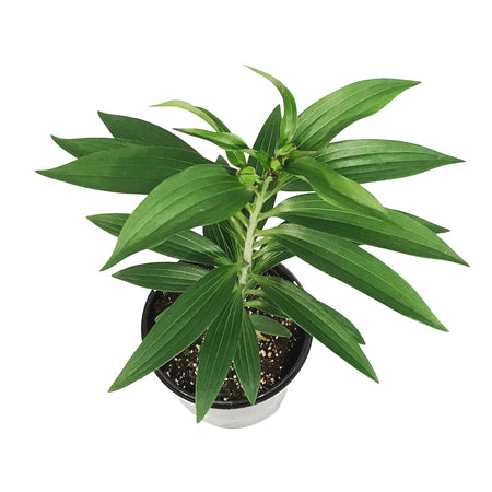 Lilium, Oriental, 1 gal, Double Roselily Esra