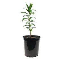 Load image into Gallery viewer, Lilium, Oriental, 1 gal, Stargazer
