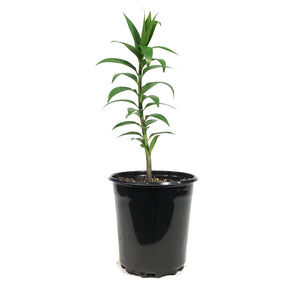 Lilium, Oriental, 1 gal, Stargazer