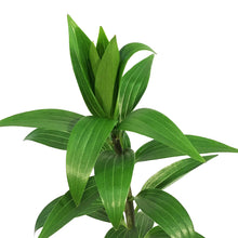 Load image into Gallery viewer, Lilium, Oriental, 1 gal, Stargazer
