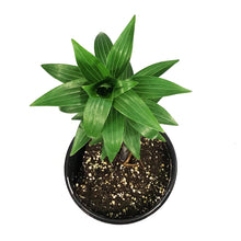 Load image into Gallery viewer, Lilium, Oriental, 1 gal, Stargazer
