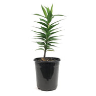 Lilium, Oriental, 1 gal, Sunny Camino