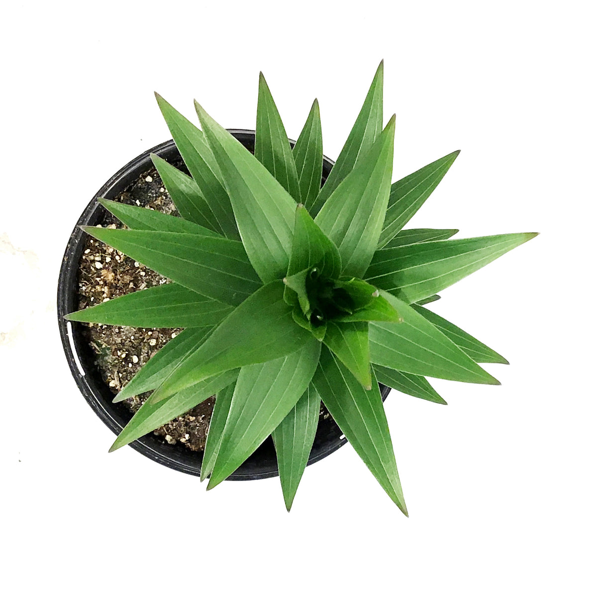 Lilium, Oriental, 1 gal, Sunny Keys