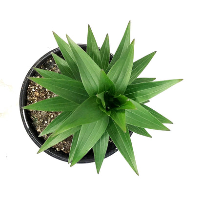 Lilium, Oriental, 1 gal, Sunny Keys