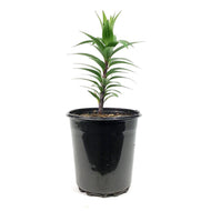 Lilium, Oriental, 1 gal, Sunny Keys