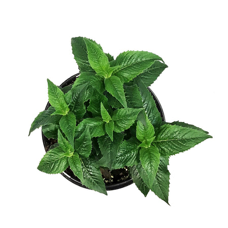 Monarda, 1 gal, Petite Delight