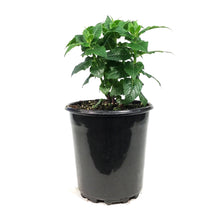 Load image into Gallery viewer, Monarda, 1 gal, Petite Delight
