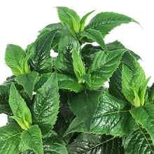 Load image into Gallery viewer, Monarda, 1 gal, Petite Delight

