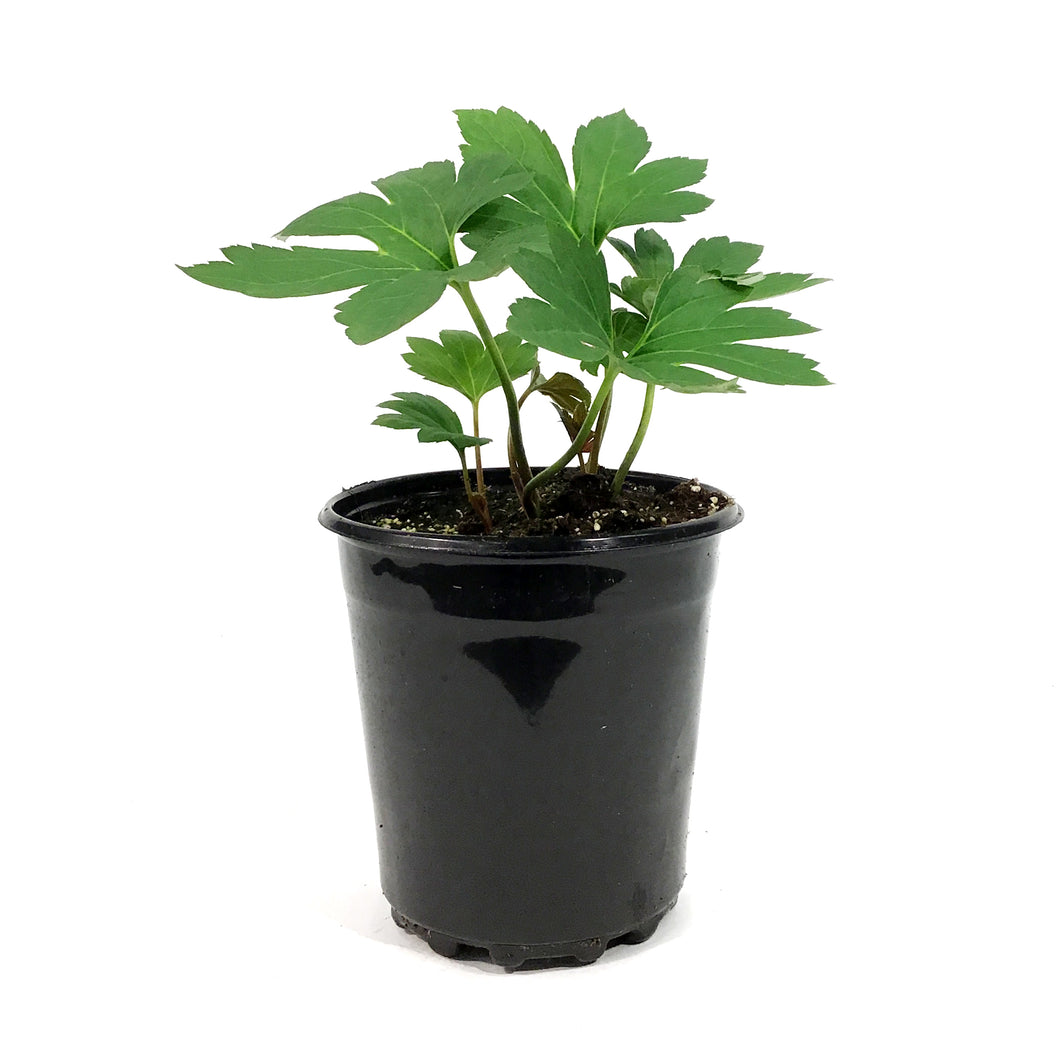 Mukdenia, 1 gal, Rossii Karasuba