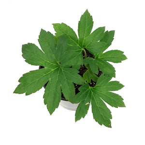 Mukdenia, 1 gal, Rossii Karasuba