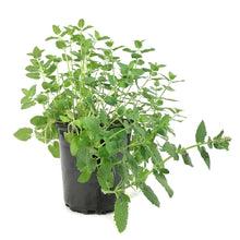 Load image into Gallery viewer, Nepeta, 1 gal, Whispurr Pink
