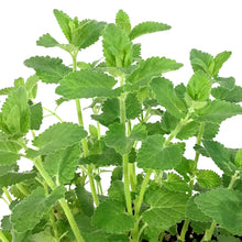 Load image into Gallery viewer, Nepeta, 1 gal, Whispurr Pink
