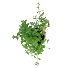 Load image into Gallery viewer, Nepeta, 1 gal, Whispurr Pink

