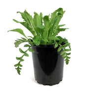 Papaver, 1 gal, Orientale Pink Pearl