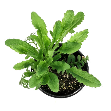 Papaver, 1 gal, Orientale Pink Pearl