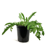 Papaver, 1 gal, Orientale White Ruffles