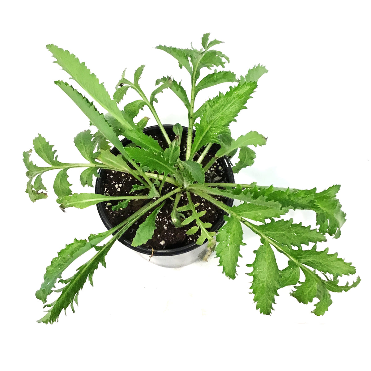 Papaver, 1 gal, Orientale White Ruffles