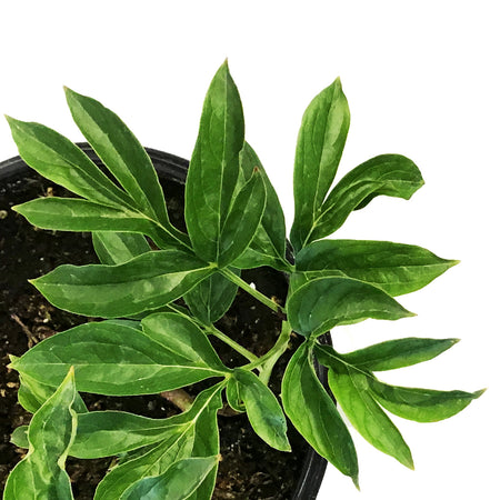 Peony, 1 gal, Kirinmaru