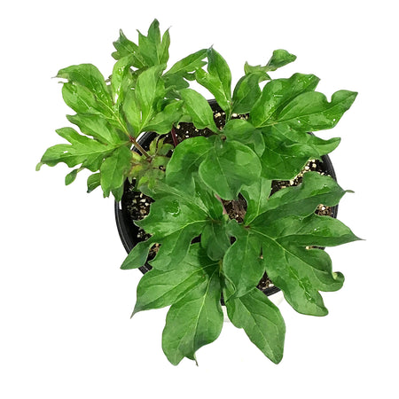Peony, 1 gal, Lorelei