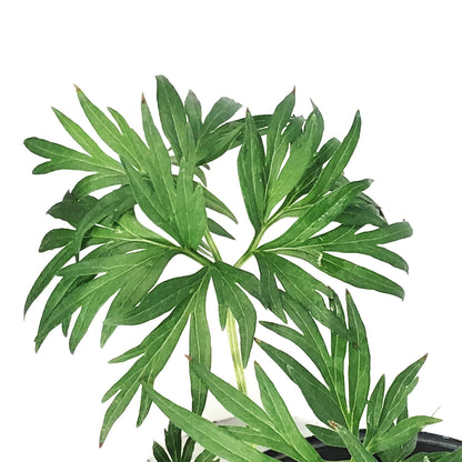 Peony, 1 gal, Tenuifolia Itoba Fern Leaf