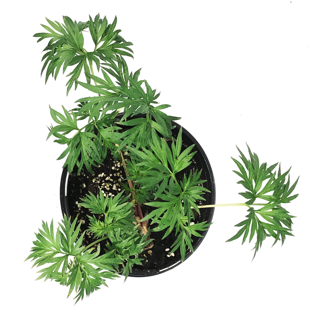 Peony, 1 gal, Tenuifolia Itoba Fern Leaf