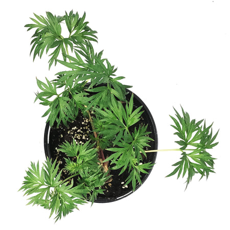 Peony, 1 gal, Tenuifolia Itoba Fern Leaf