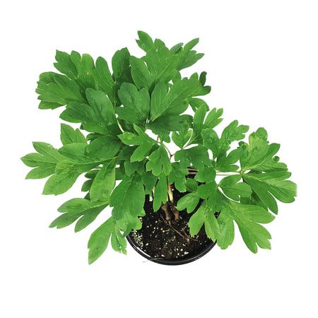 Peony, 1 gal, Yellow Crown