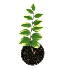 Load image into Gallery viewer, Polygonatum, 1 gal, Odoratum Variegatum
