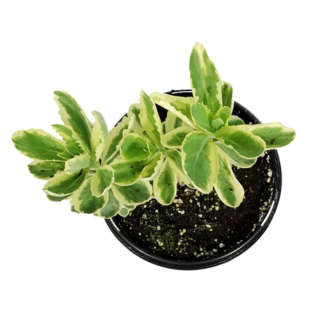 Sedum, 1 gal, Upright Frosted Fire