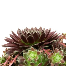 Load image into Gallery viewer, Sempervivum, 1 gal, Mixed
