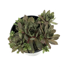 Load image into Gallery viewer, Sempervivum, 1 gal, Mixed
