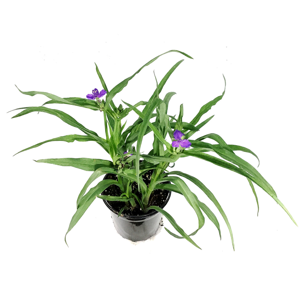 Tradescantia, 1 gal, Concord Grape