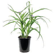 Tradescantia, 1 gal, Concord Grape