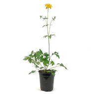 Trollius, 1 gal, Golden Queen