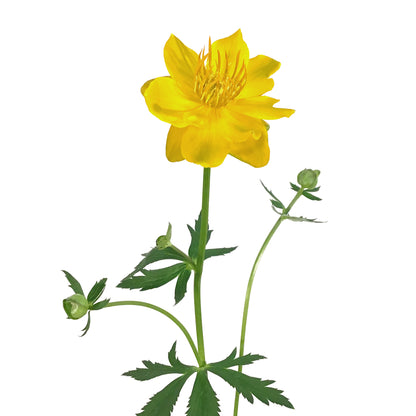 Trollius, 1 gal, Golden Queen